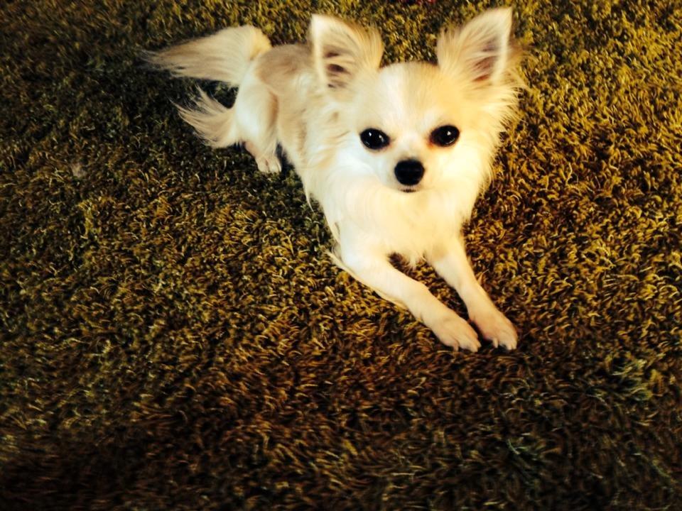 Chihuahua Tino AKA Bambino billede 1