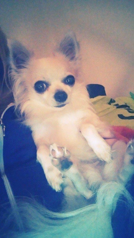 Chihuahua Tino AKA Bambino billede 5