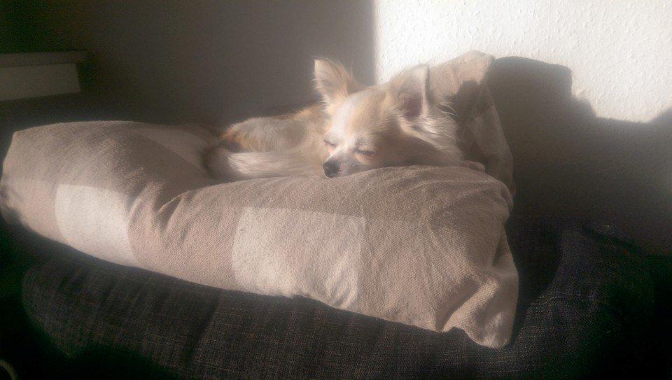 Chihuahua Tino AKA Bambino billede 6