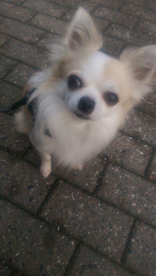 Chihuahua Tino AKA Bambino billede 7