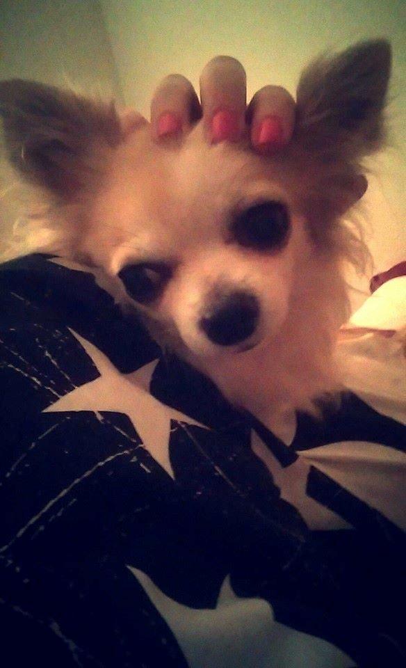 Chihuahua Tino AKA Bambino billede 8