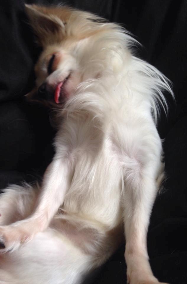 Chihuahua Tino AKA Bambino billede 3