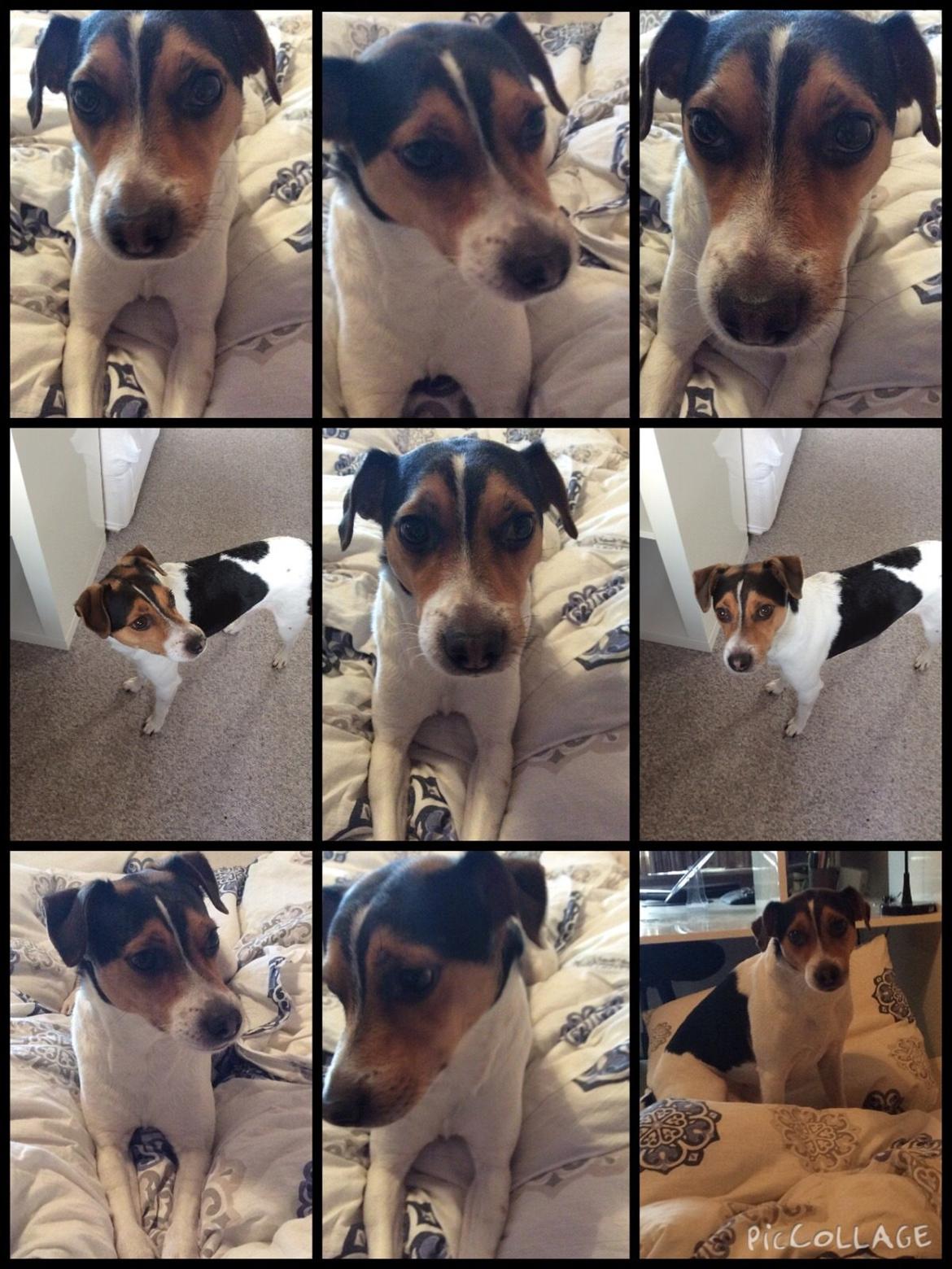 Dansk svensk gaardhund Bosse billede 1