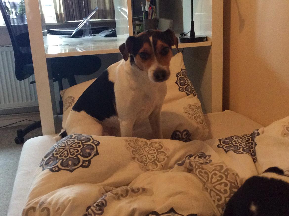 Dansk svensk gaardhund Bosse billede 3