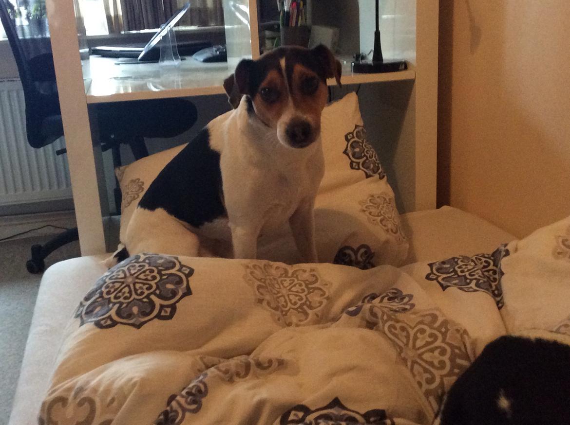 Dansk svensk gaardhund Bosse billede 4