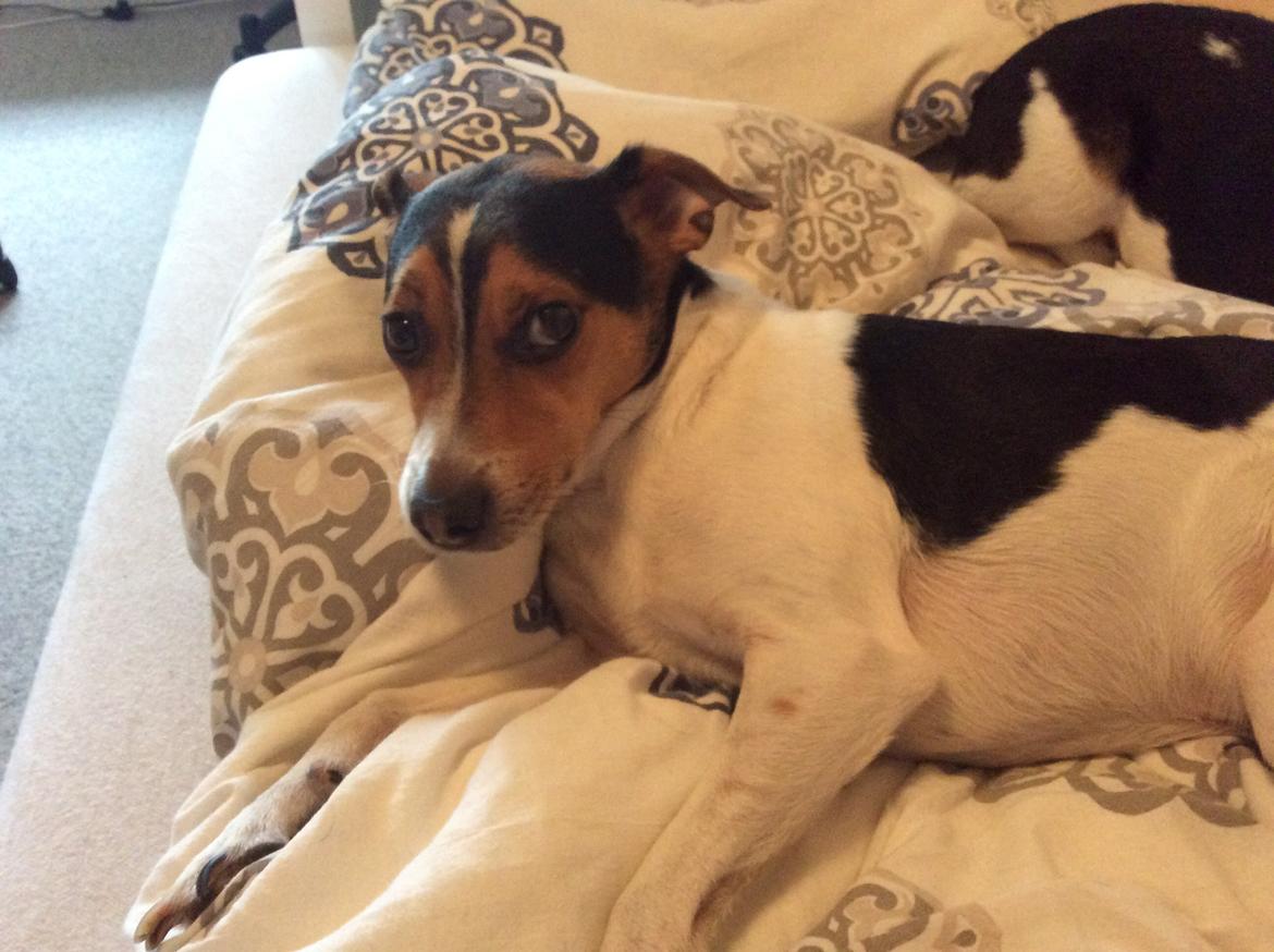 Dansk svensk gaardhund Bosse billede 2