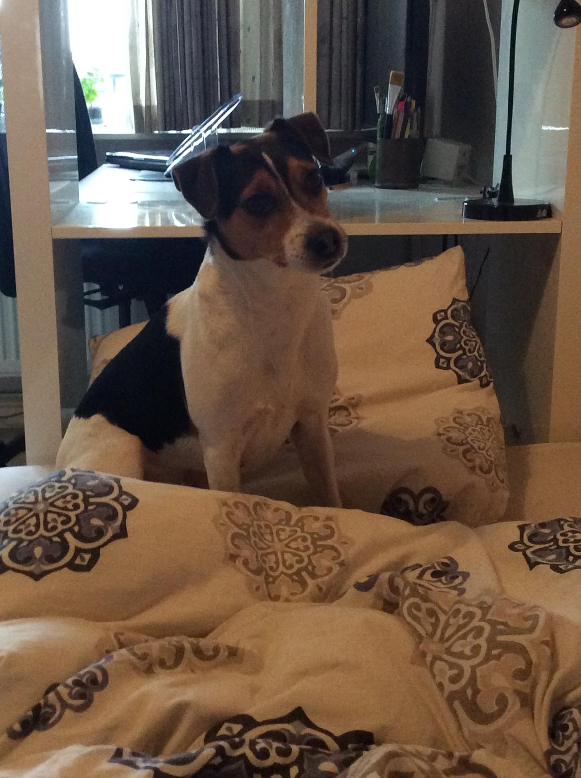 Dansk svensk gaardhund Bosse billede 5