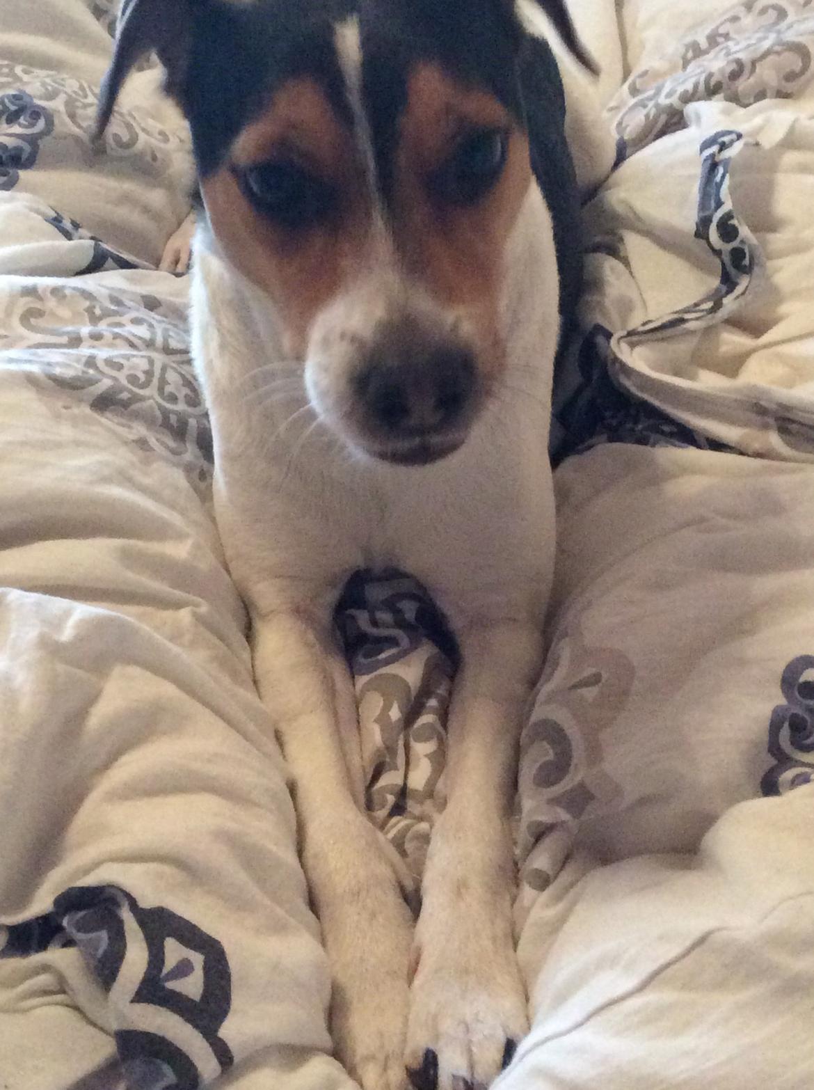 Dansk svensk gaardhund Bosse billede 7