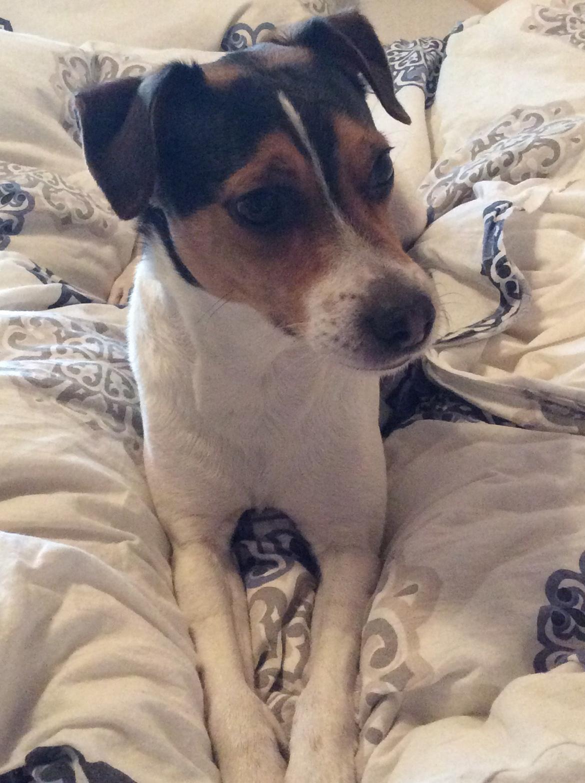 Dansk svensk gaardhund Bosse billede 8