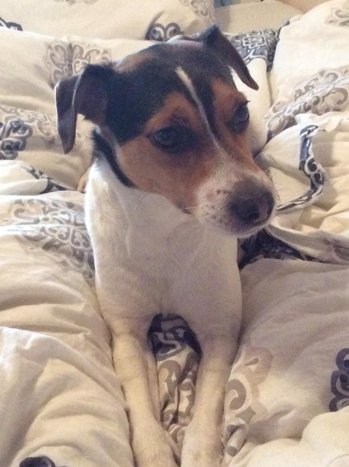 Dansk svensk gaardhund Bosse billede 9