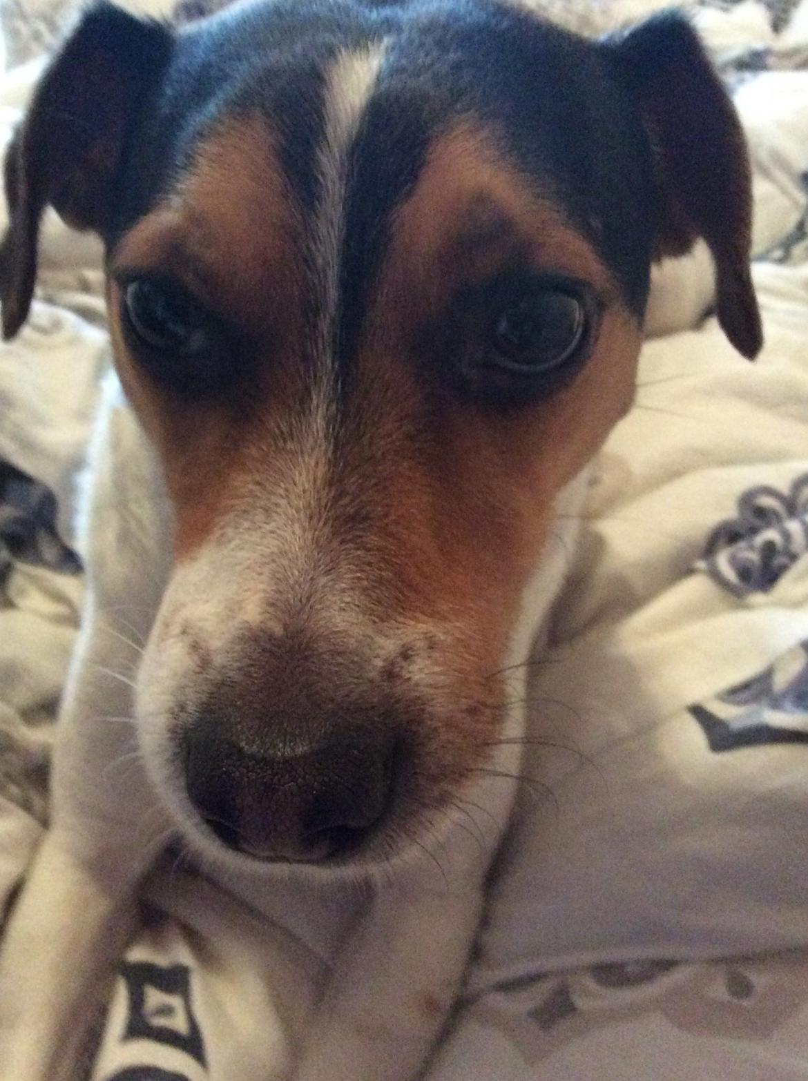 Dansk svensk gaardhund Bosse billede 10