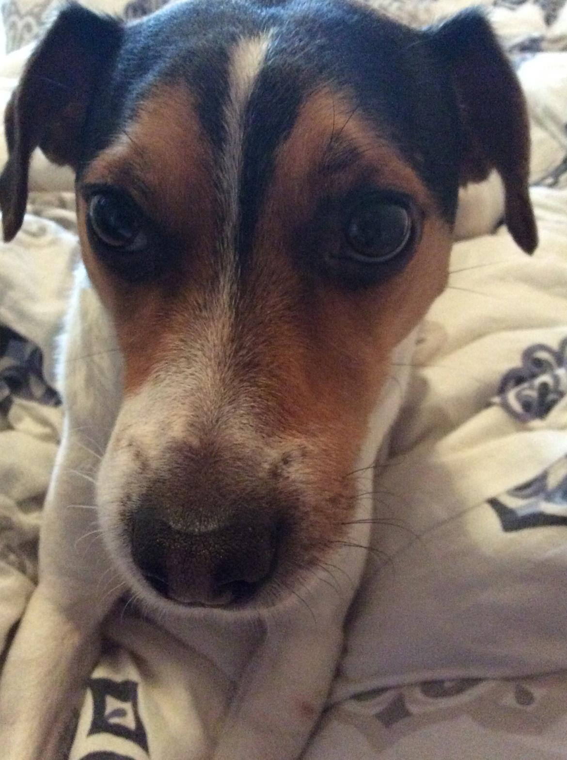 Dansk svensk gaardhund Bosse billede 11