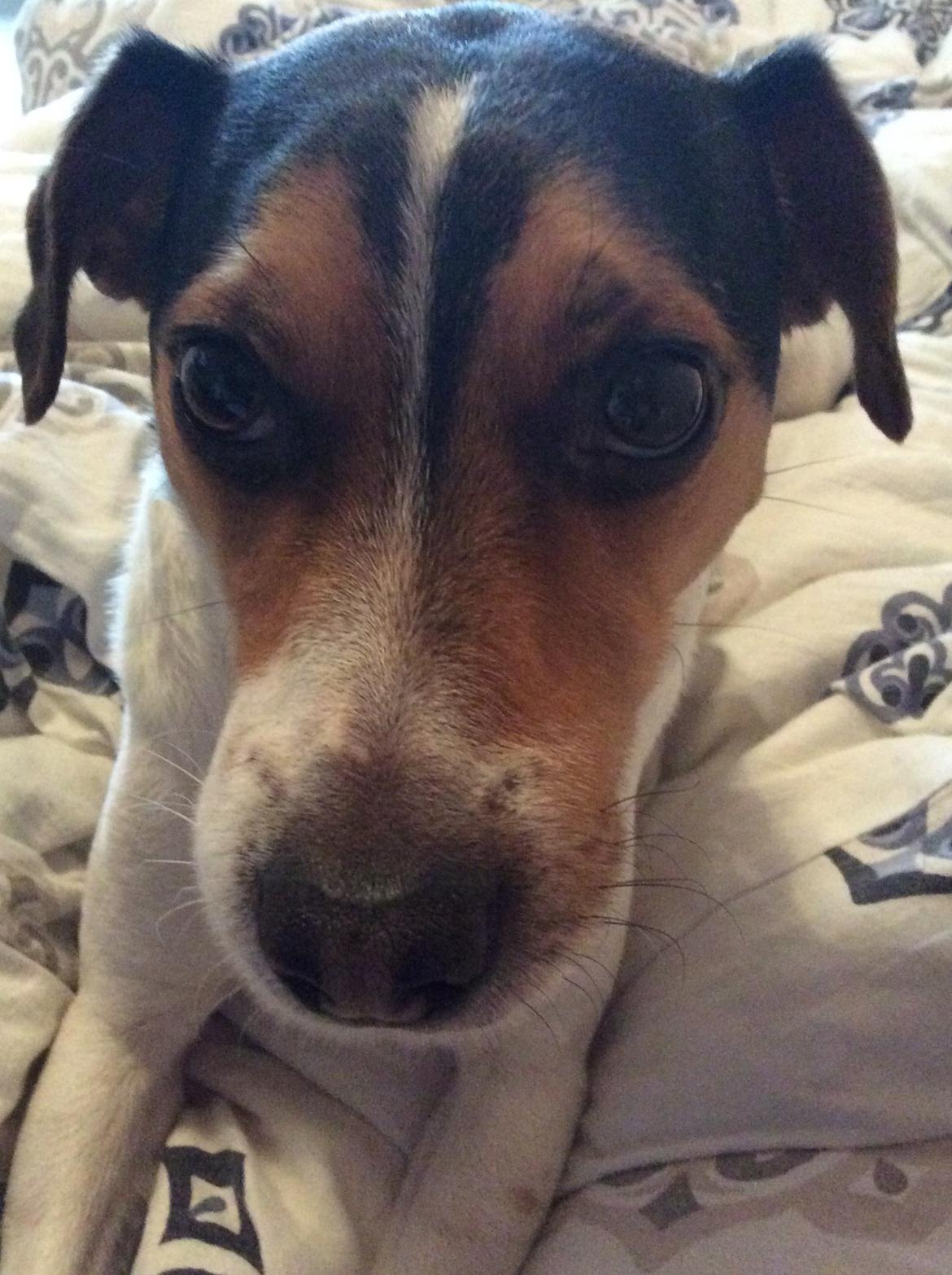 Dansk svensk gaardhund Bosse billede 12