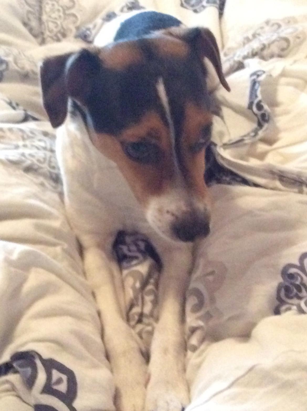 Dansk svensk gaardhund Bosse billede 6