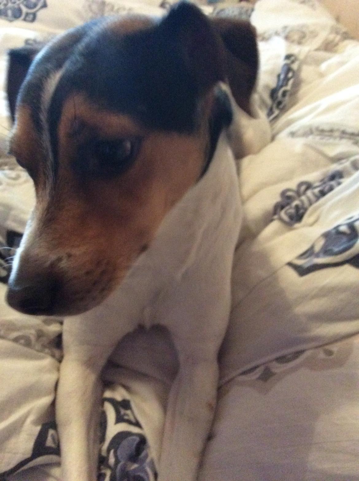 Dansk svensk gaardhund Bosse billede 14