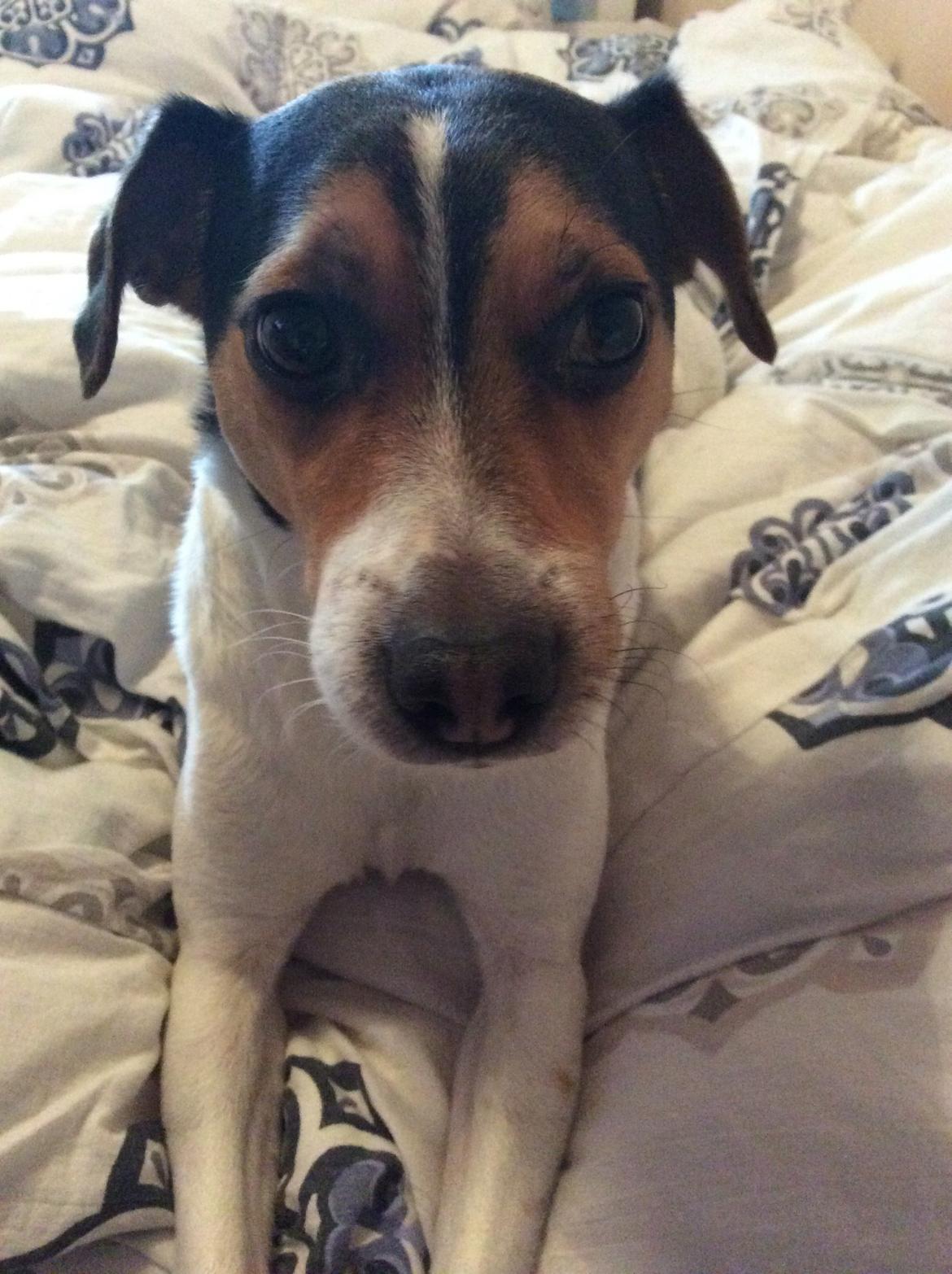 Dansk svensk gaardhund Bosse billede 13