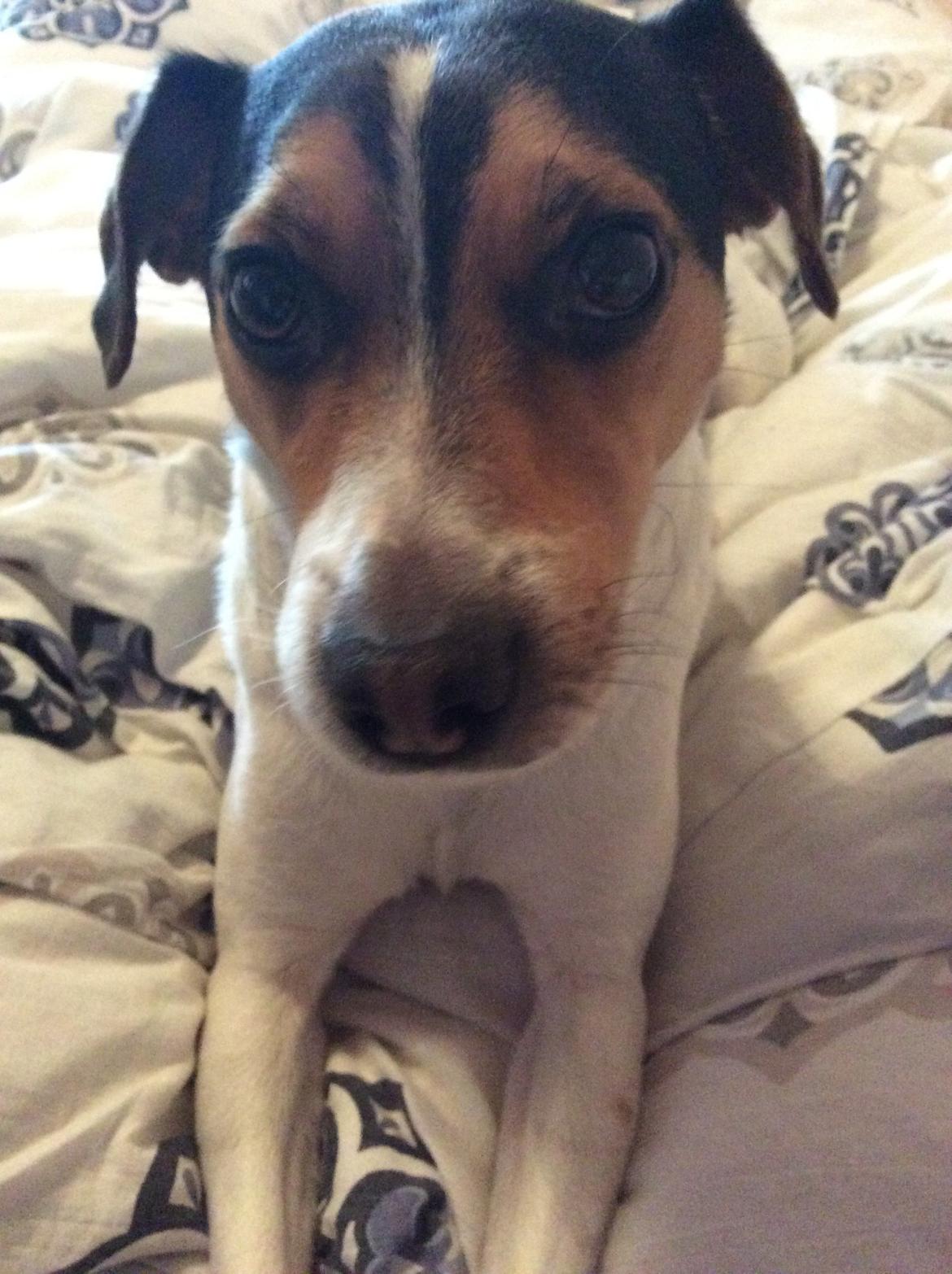 Dansk svensk gaardhund Bosse billede 15