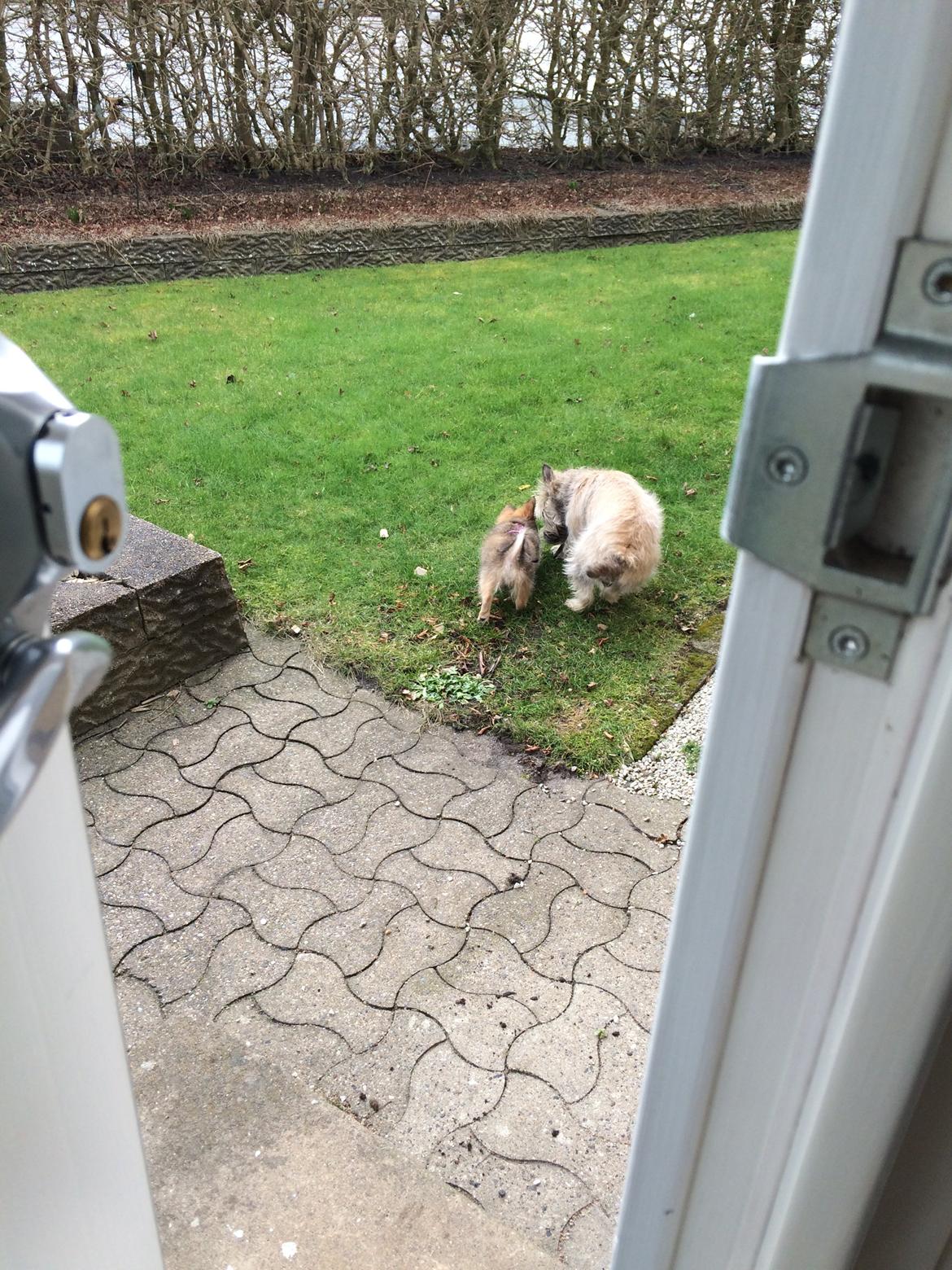 Blanding af racer Aya - Aya og hendes nye ven Freja billede 8