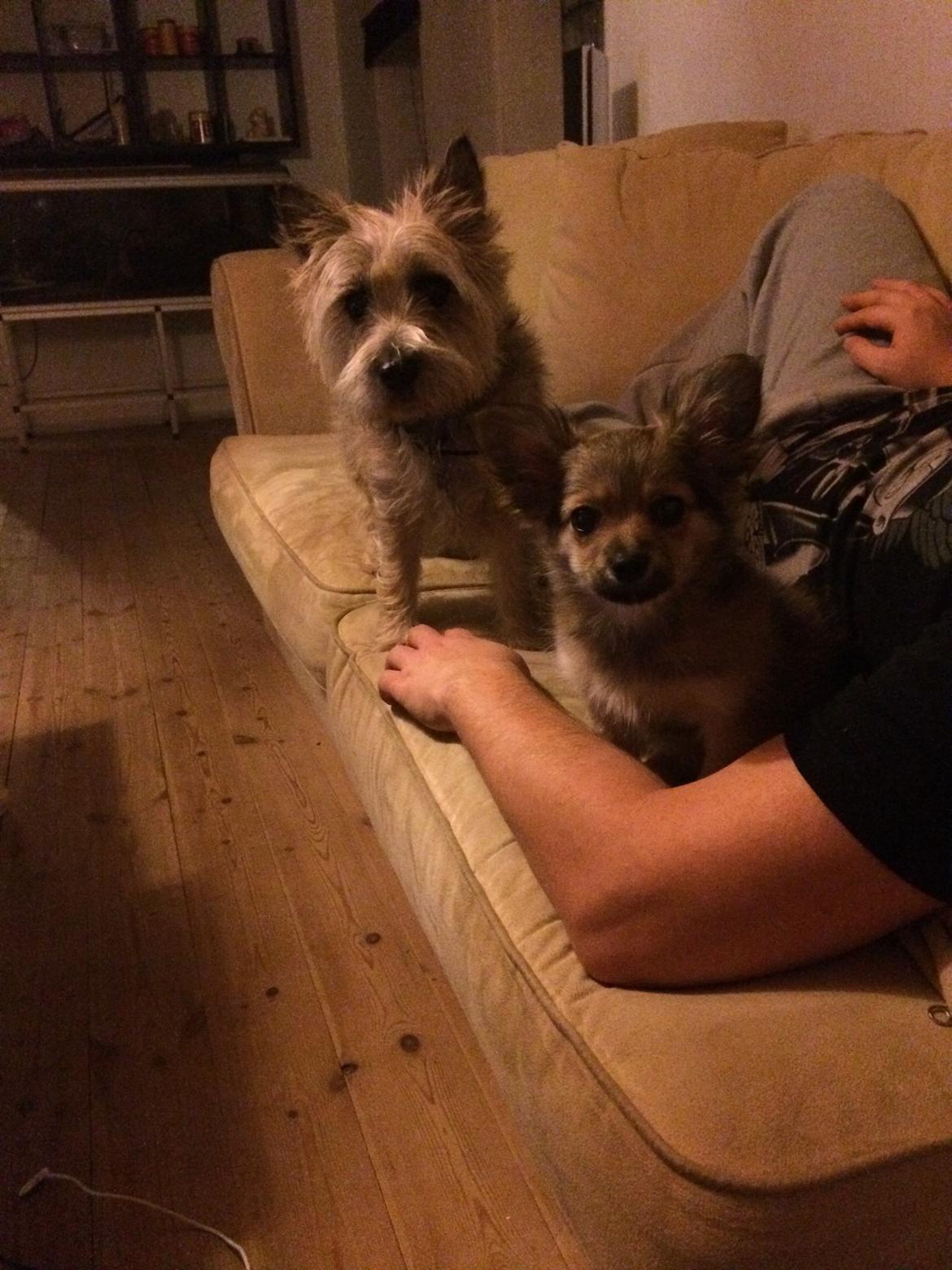 Blanding af racer Aya billede 9