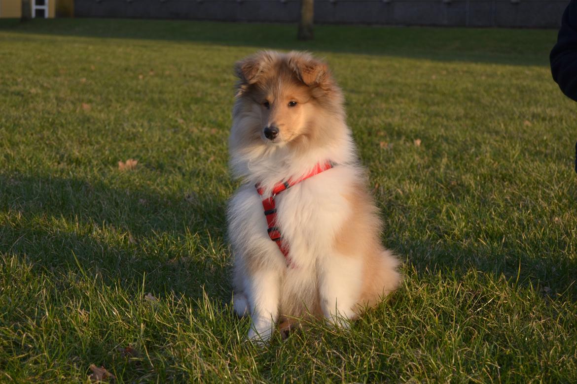 Collie langhåret Aika billede 9