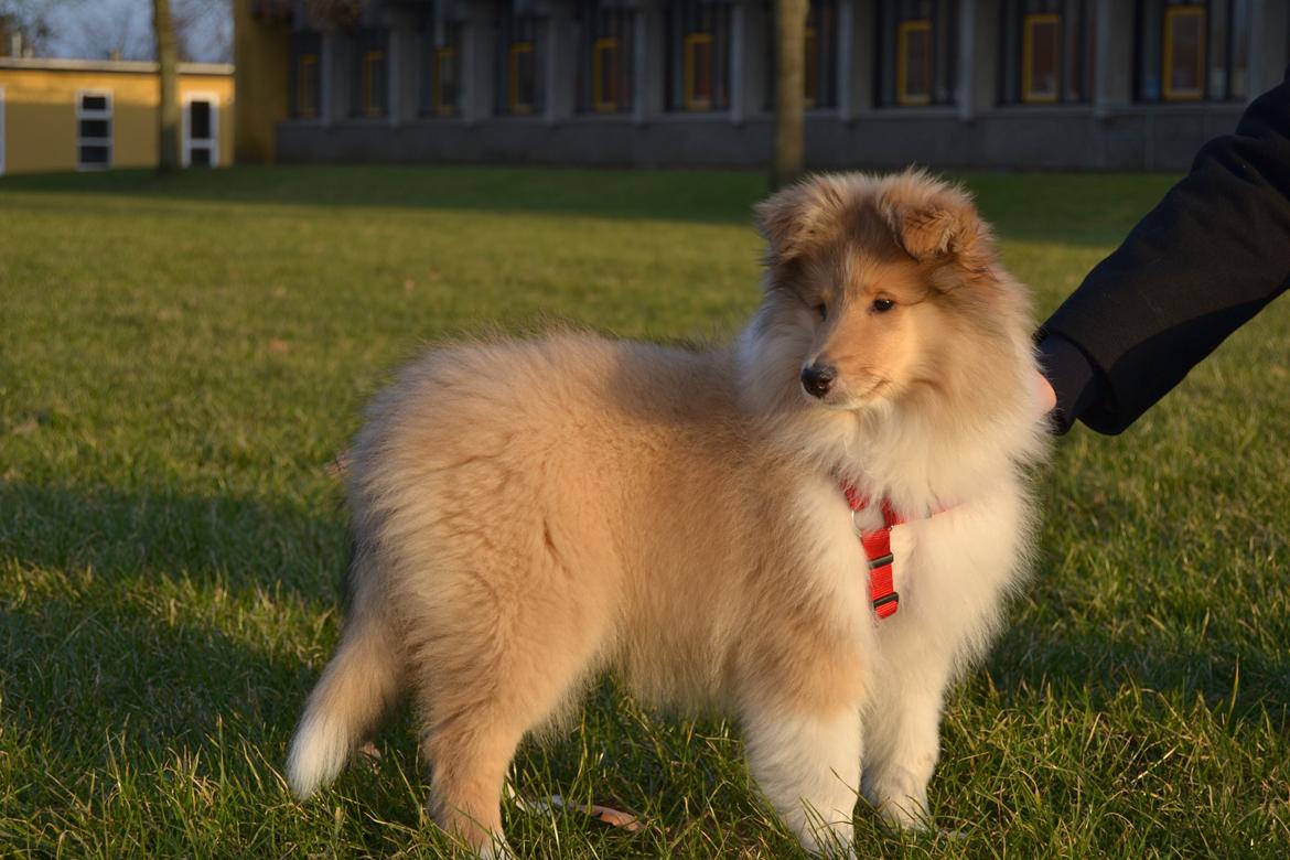 Collie langhåret Aika billede 10