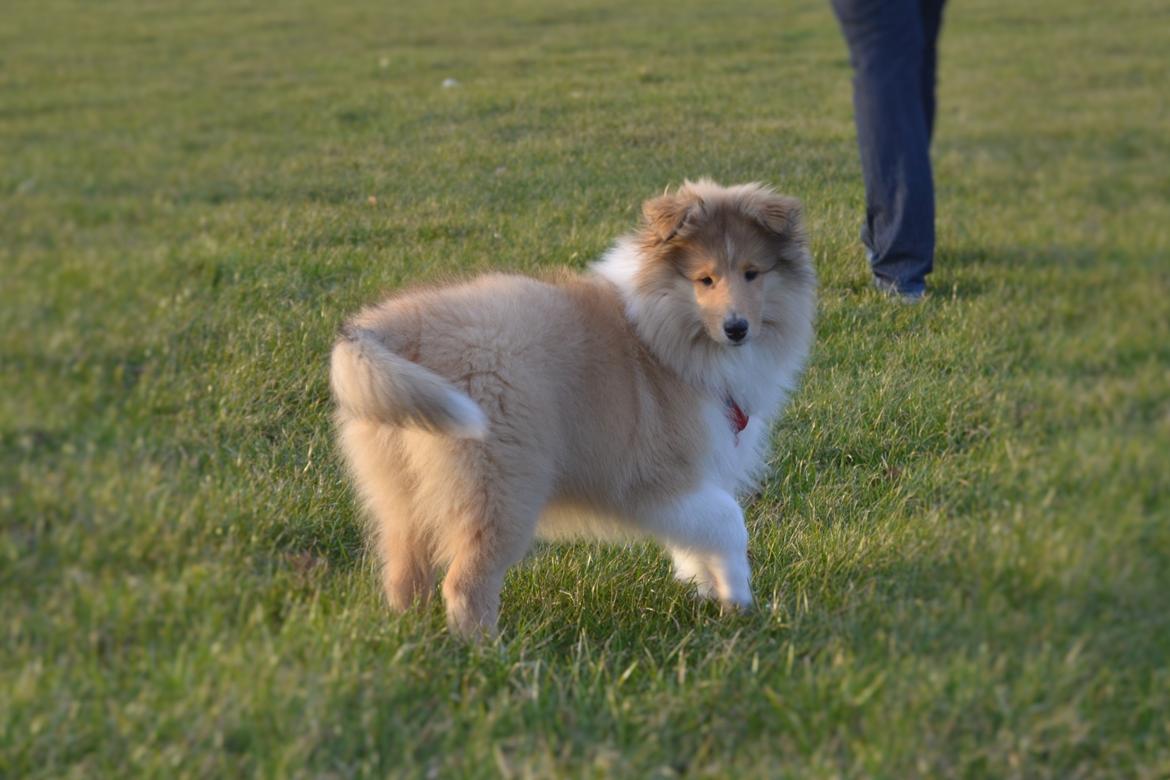 Collie langhåret Aika billede 12