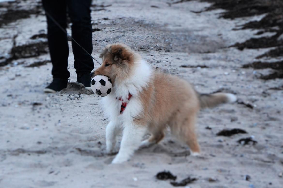 Collie langhåret Aika billede 11