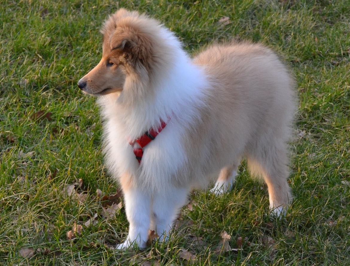 Collie langhåret Aika billede 13