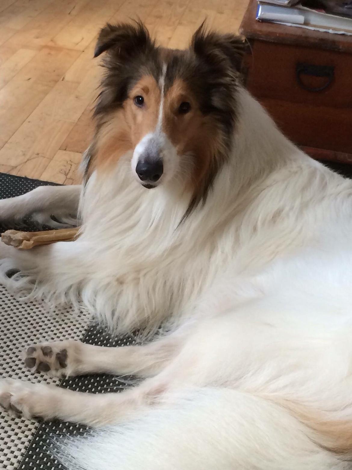 Collie langhåret Sir. Elliot billede 11