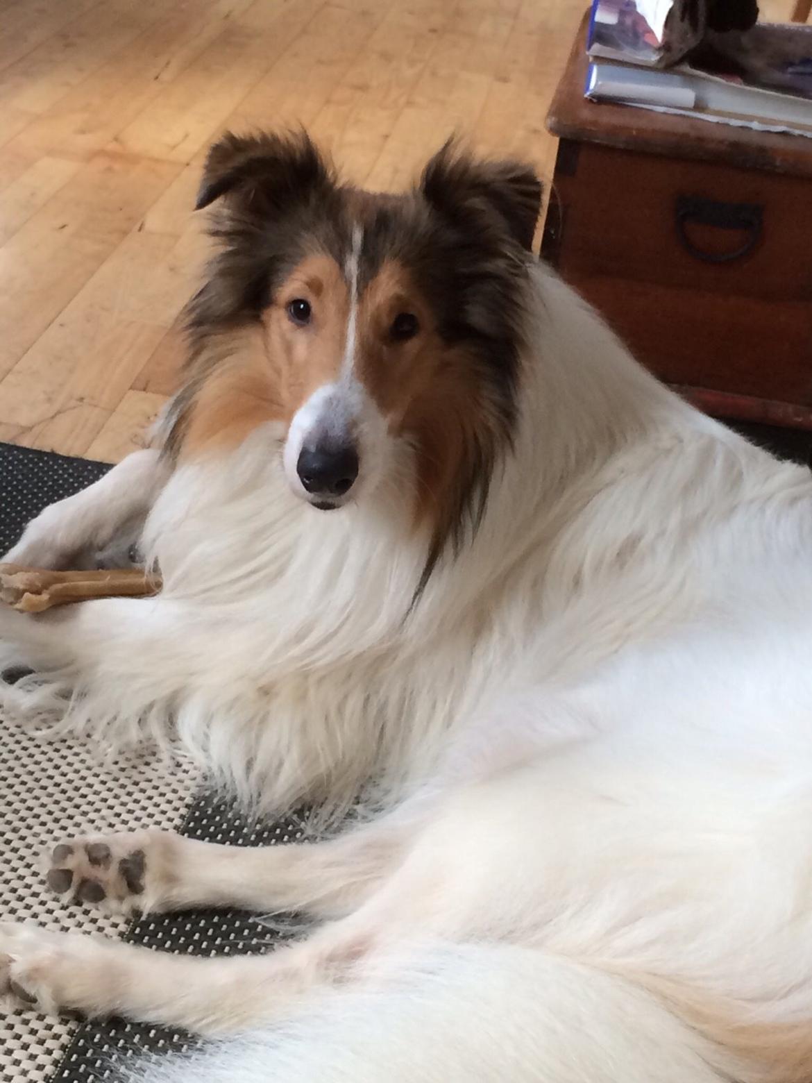 Collie langhåret Sir. Elliot billede 12