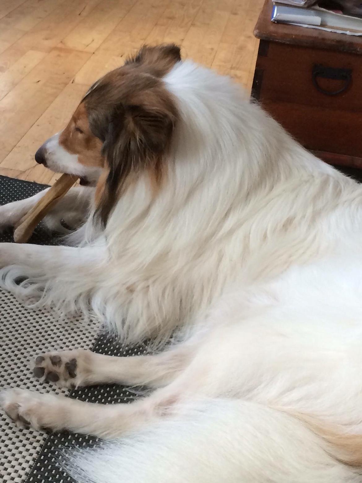 Collie langhåret Sir. Elliot billede 14