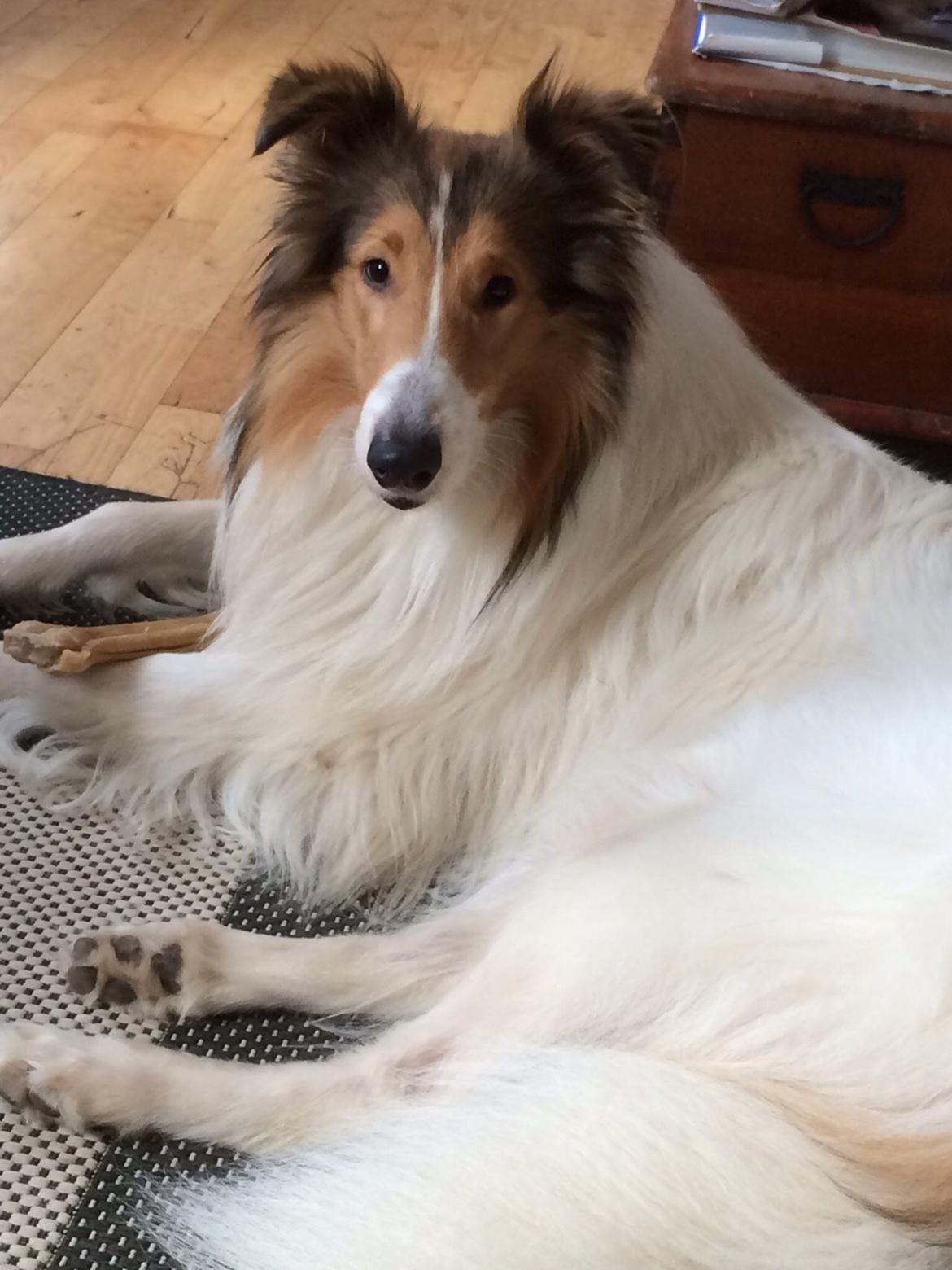 Collie langhåret Sir. Elliot billede 15