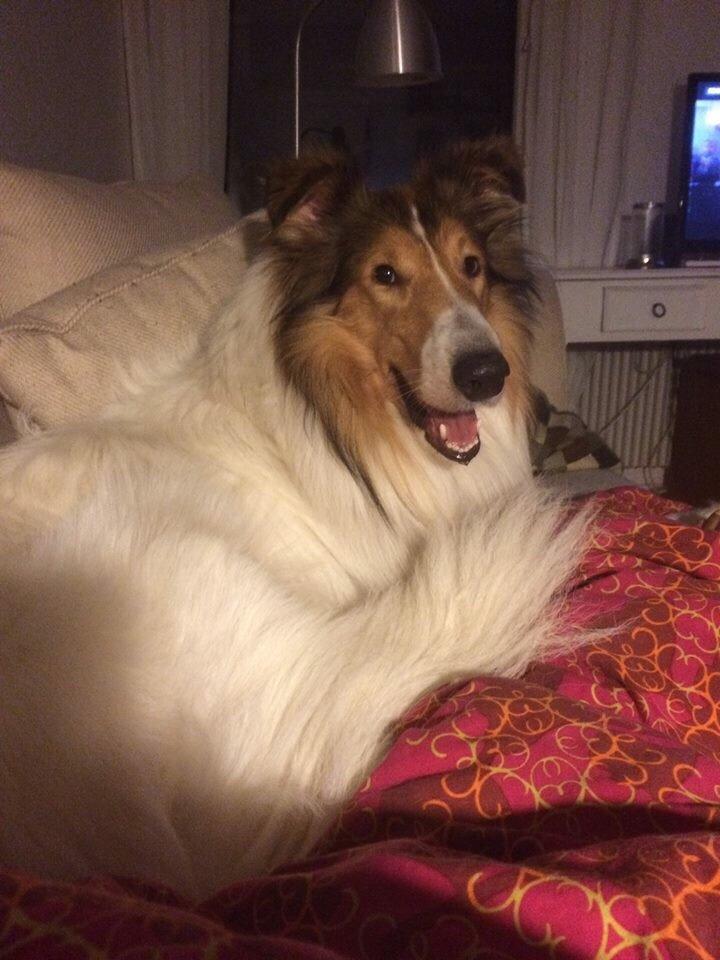 Collie langhåret Sir. Elliot billede 17