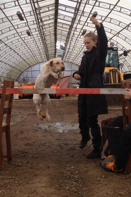 Blanding af racer Tild billede 12