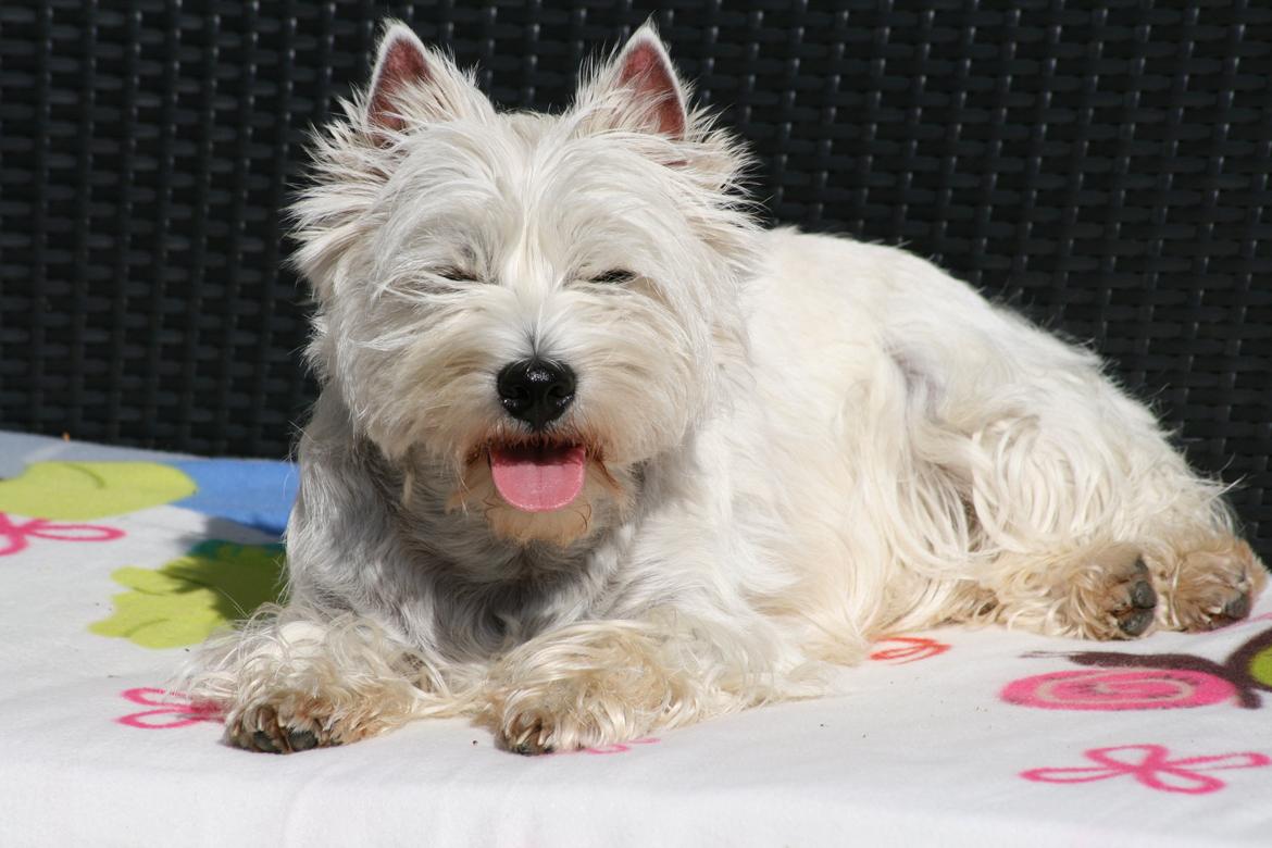 West highland white terrier AND THIS IS ME BRENDA VOM SCHMUTTERTAL billede 33