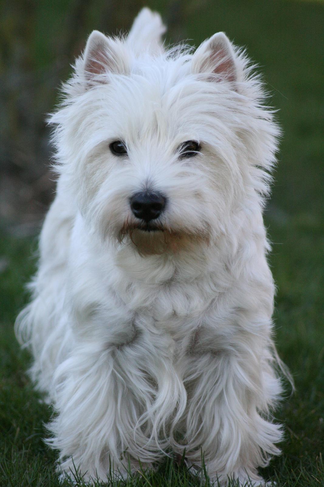 West highland white terrier AND THIS IS ME BRENDA VOM SCHMUTTERTAL billede 34