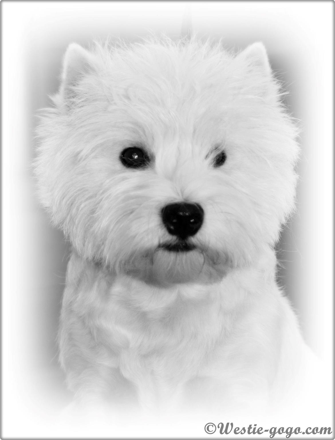 West highland white terrier AND THIS IS ME BRENDA VOM SCHMUTTERTAL billede 10