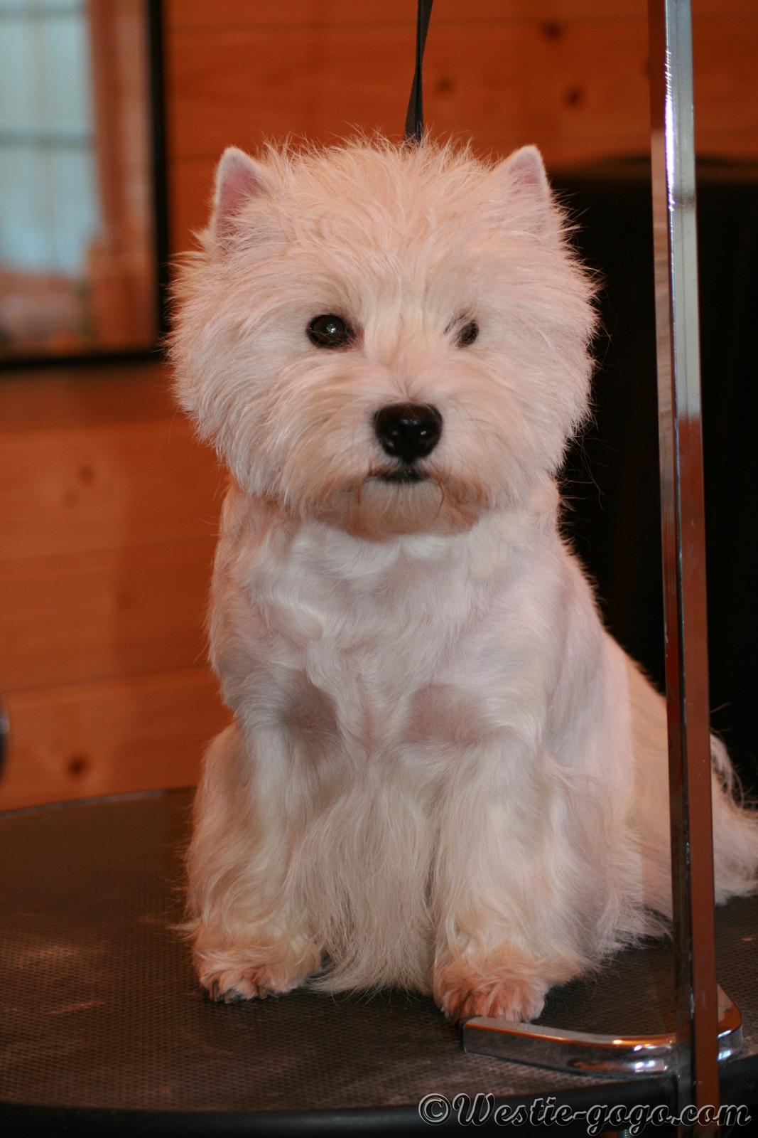 West highland white terrier AND THIS IS ME BRENDA VOM SCHMUTTERTAL billede 11