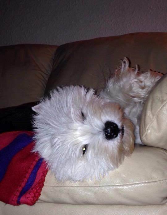West highland white terrier AND THIS IS ME BRENDA VOM SCHMUTTERTAL billede 36