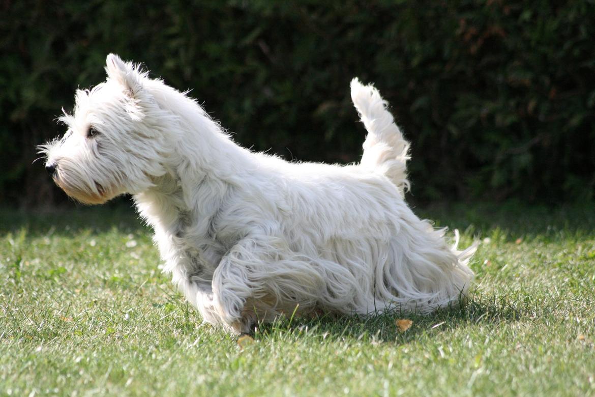 West highland white terrier AND THIS IS ME BRENDA VOM SCHMUTTERTAL billede 37