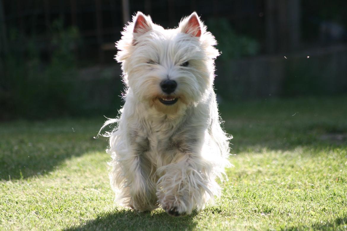 West highland white terrier AND THIS IS ME BRENDA VOM SCHMUTTERTAL billede 35