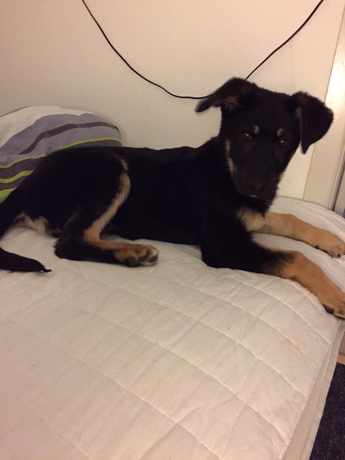 Schæferhund Freja billede 4