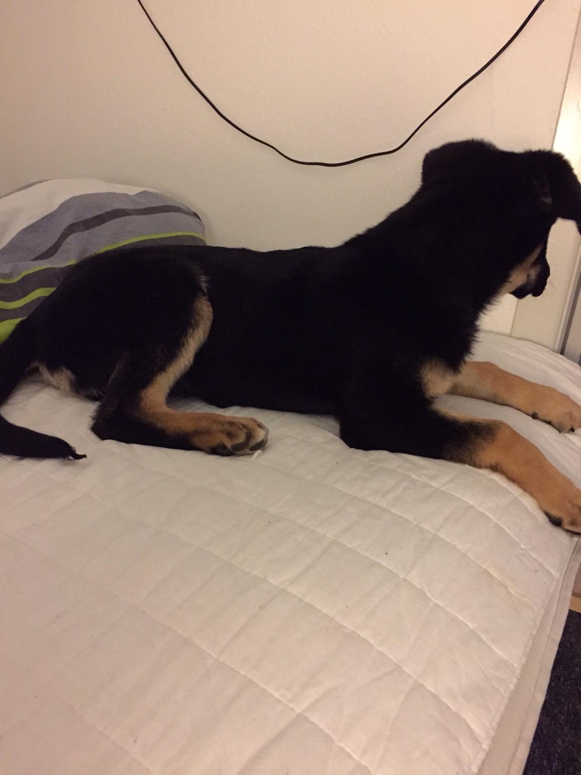 Schæferhund Freja billede 5