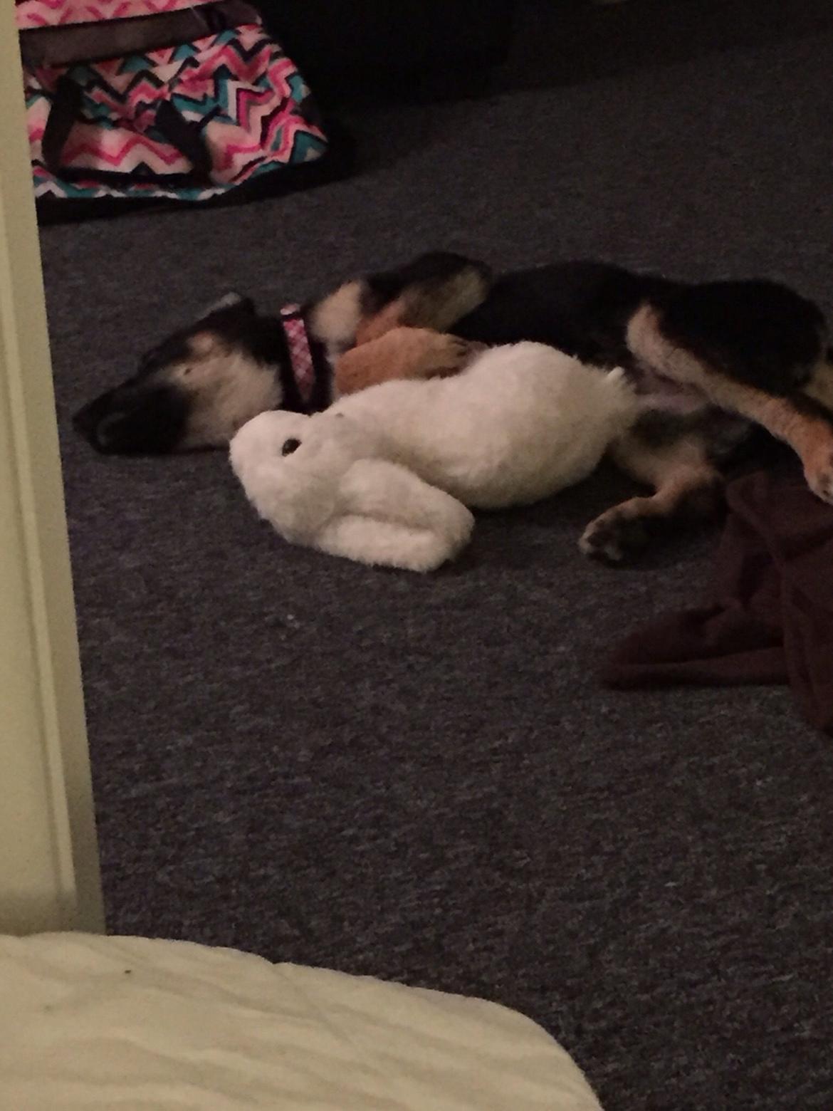 Schæferhund Freja billede 6