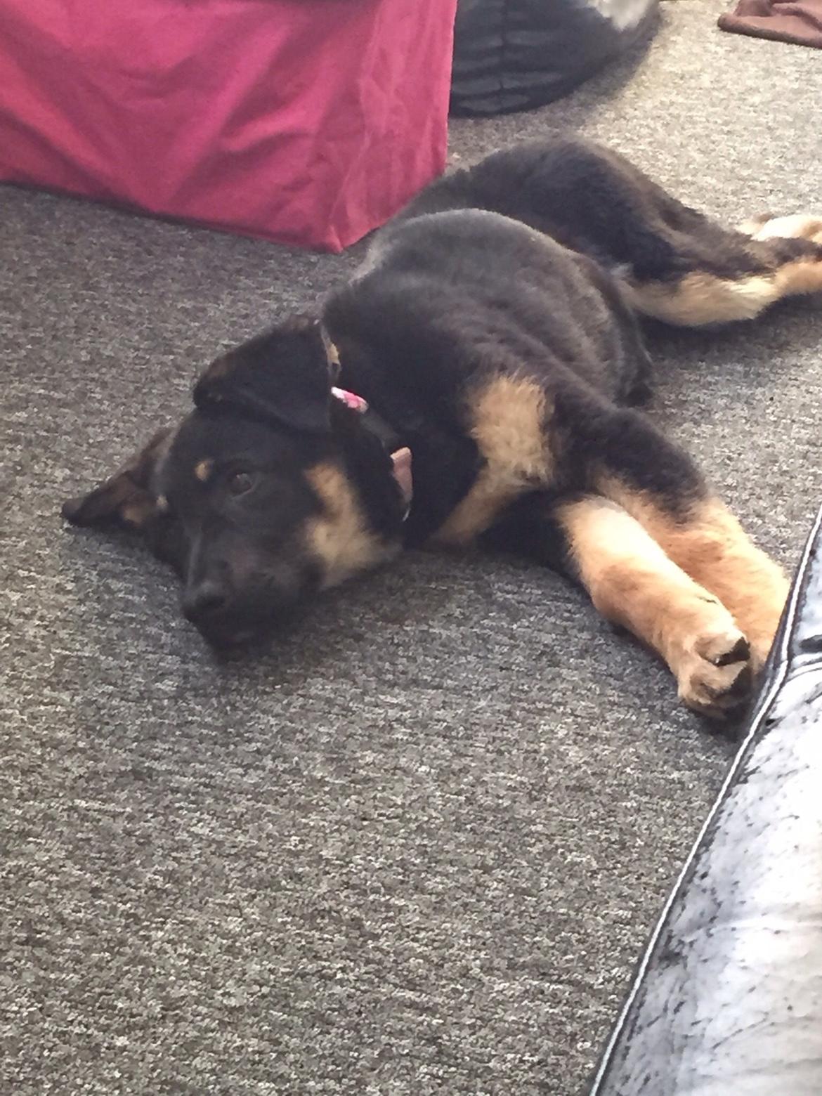 Schæferhund Freja billede 7