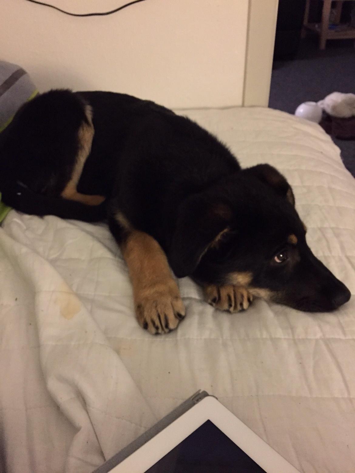 Schæferhund Freja billede 3