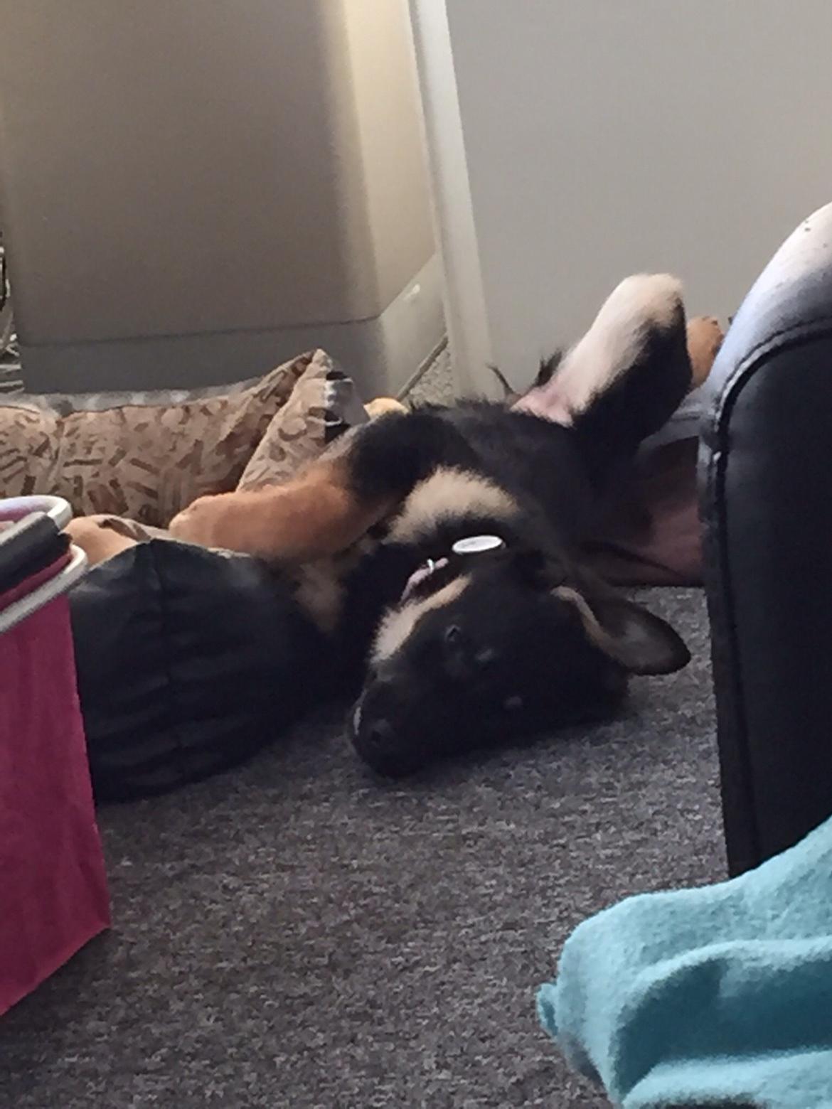 Schæferhund Freja billede 8