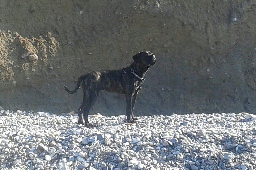 Cane corso Roxy (Venetia De Nobil rose) billede 25