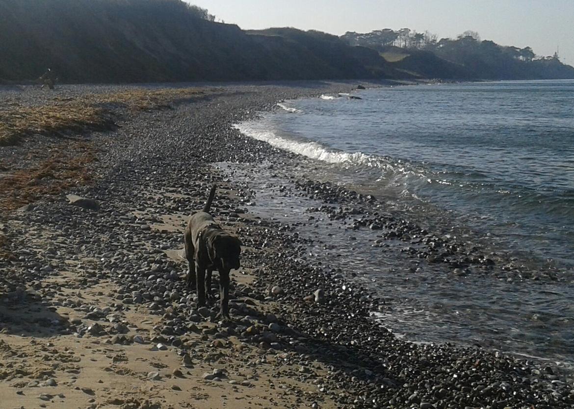 Cane corso Roxy (Venetia De Nobil rose) billede 26