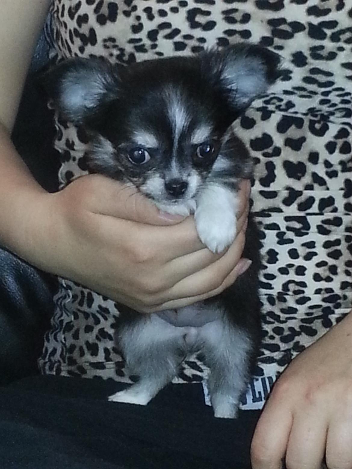 Chihuahua Tiny Star Dinka billede 4